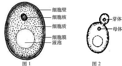 微体细胞结构